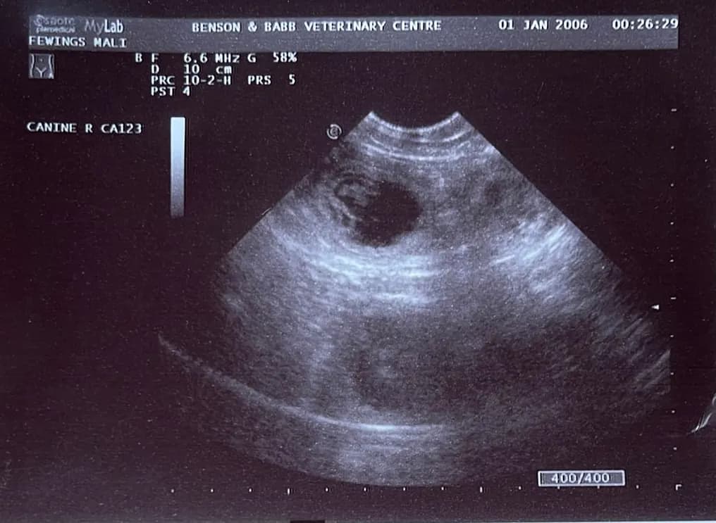 D litter, AnkerCanis
