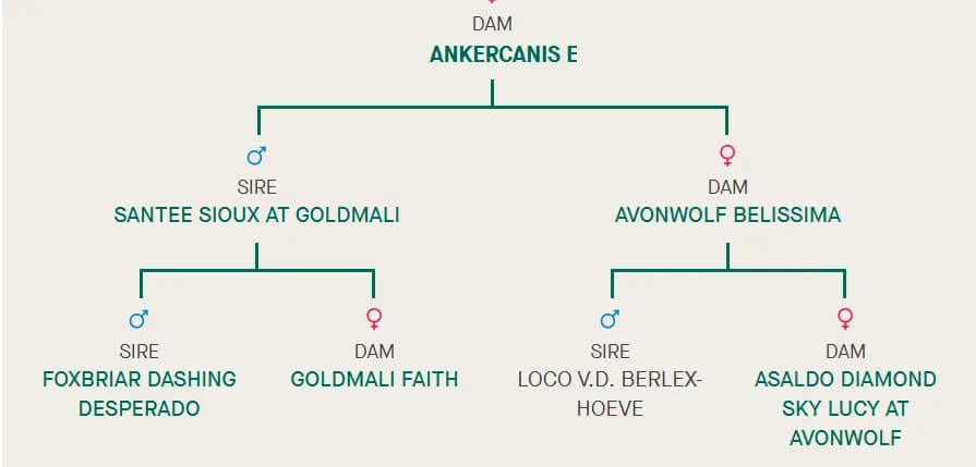 E litter, AnkerCanis