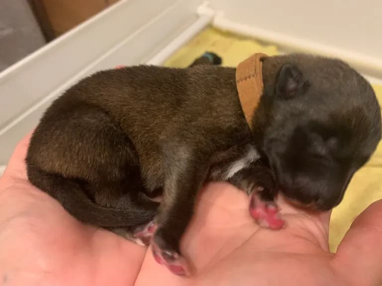 Fred, F litter puppy