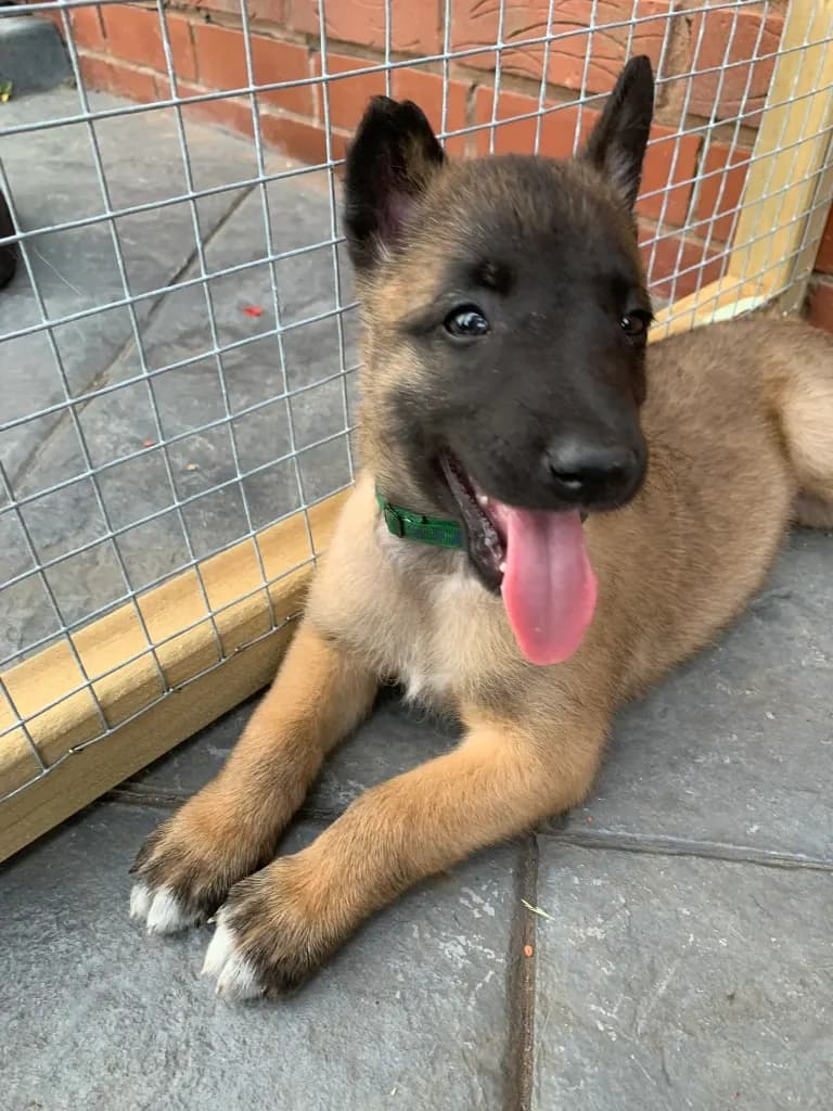Fred, F litter puppy, photo 2