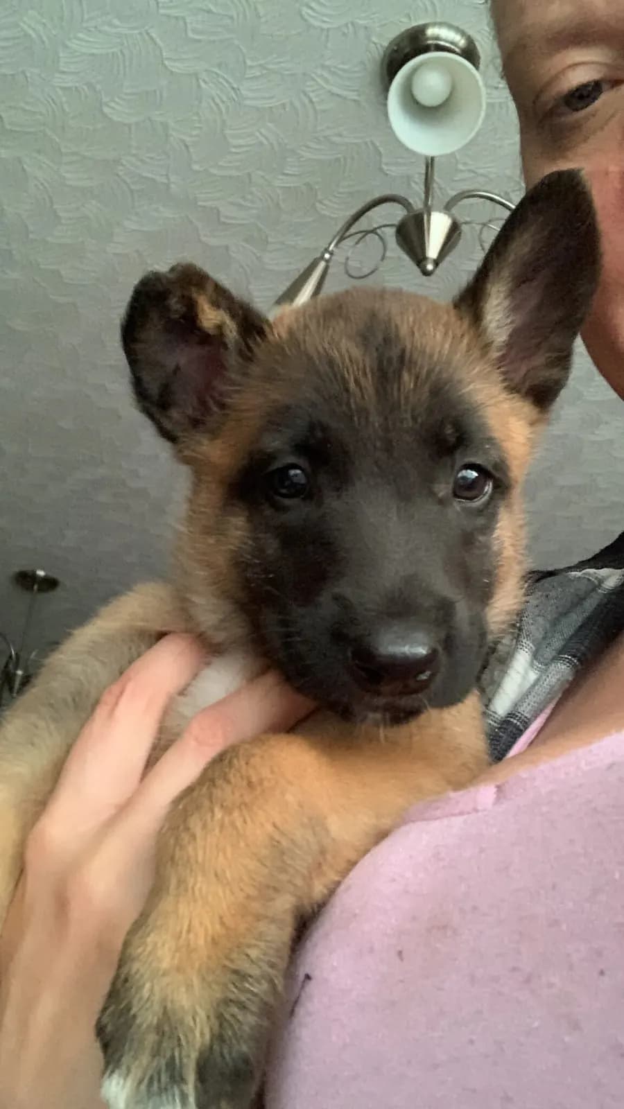 Fred, F litter puppy, photo 3