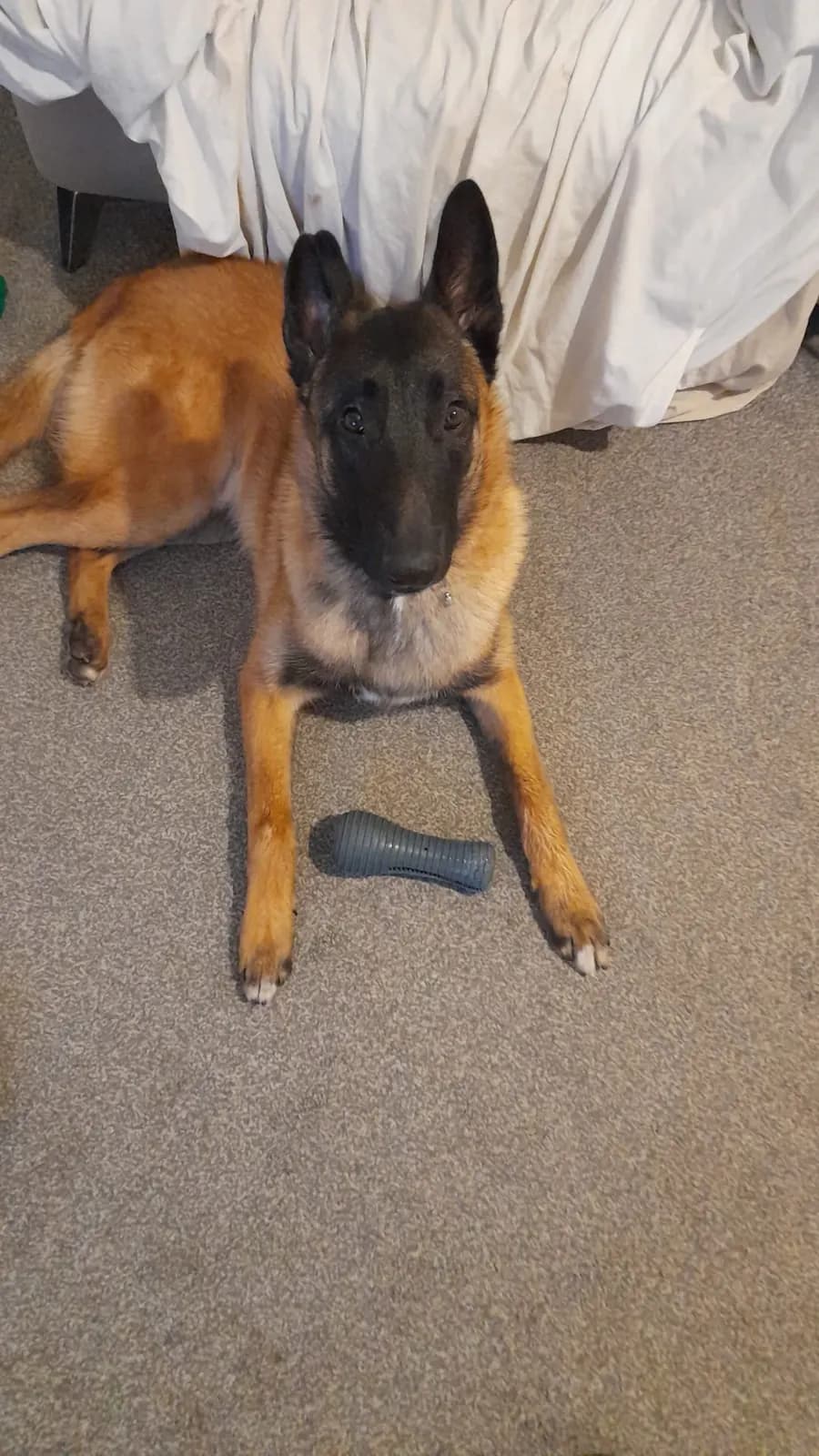Fred, F litter puppy, photo 5