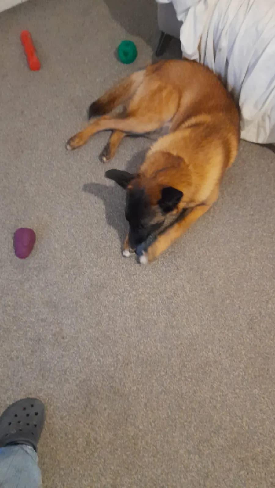 Fred, F litter puppy, photo 6