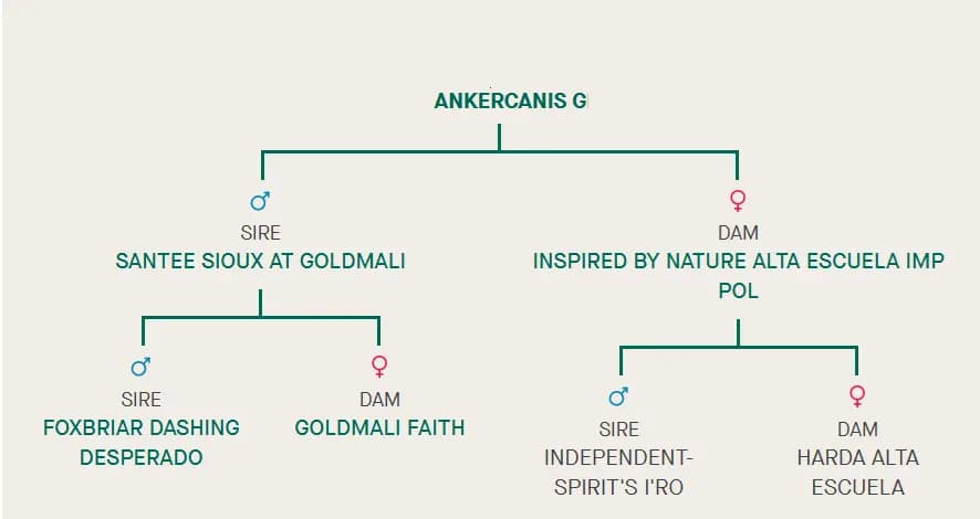 G litter, AnkerCanis