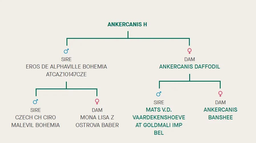 H litter, AnkerCanis