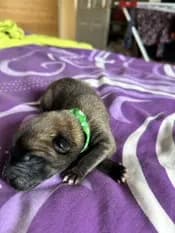 Merlin, H litter puppy, photo 2
