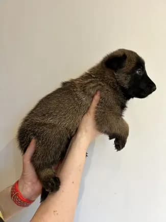 Merlin, H litter puppy, photo 3
