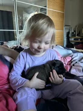 Merlin, H litter puppy, photo 4