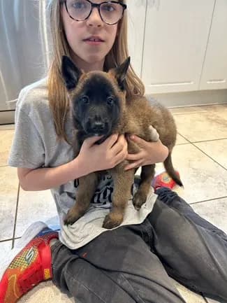 Merlin, H litter puppy, photo 5
