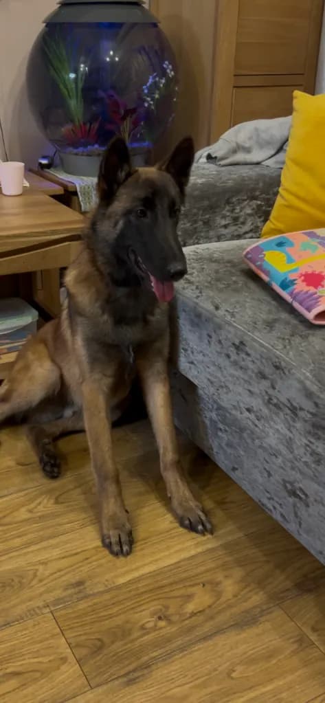 Merlin, H litter puppy, photo 6