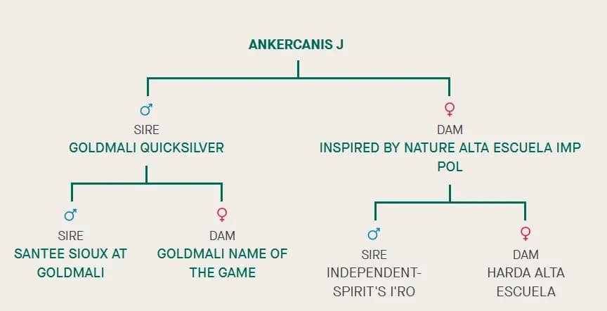 J litter, AnkerCanis