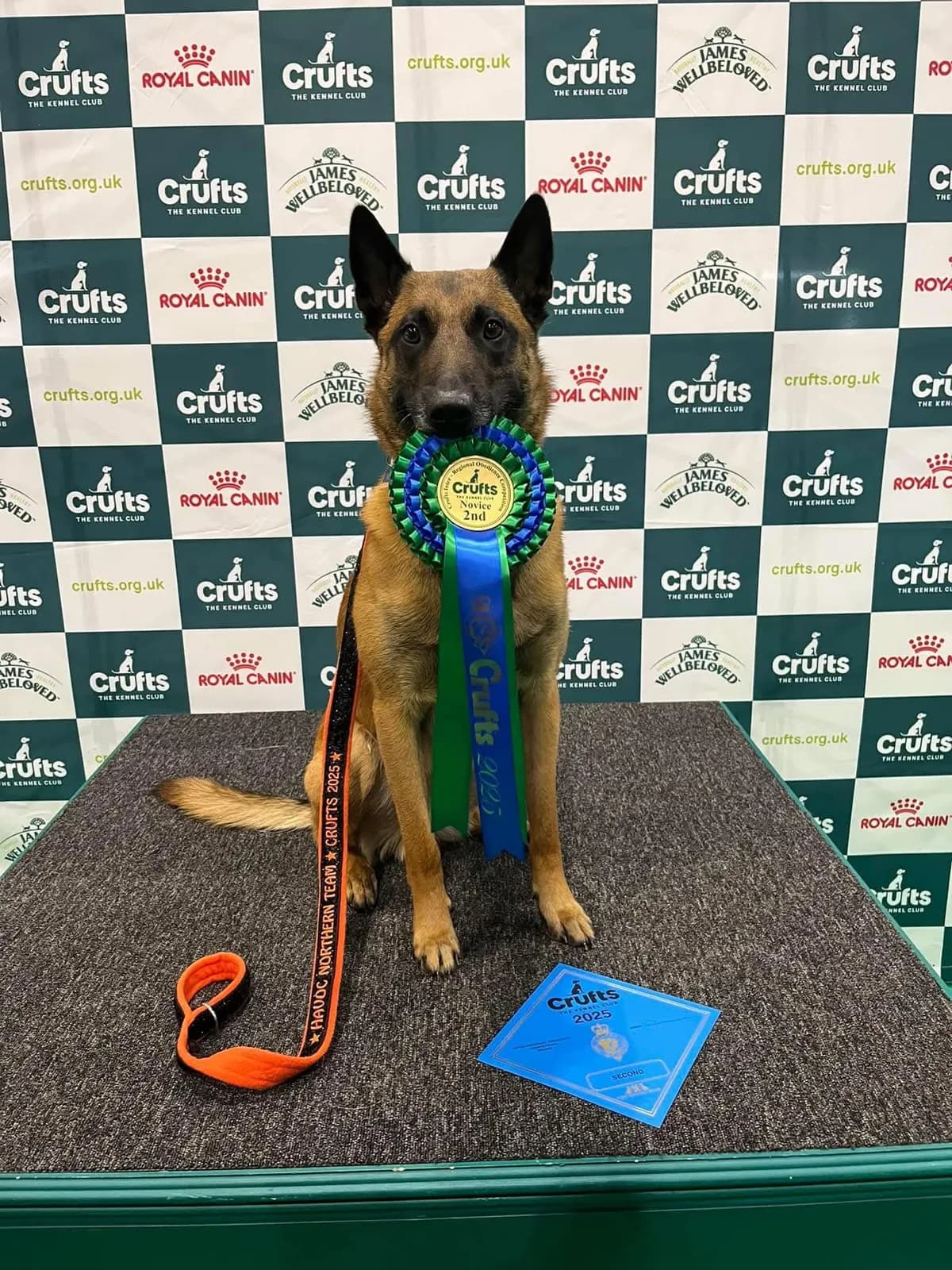 Havoc (AnkerCanis Gruffalo) at Crufts