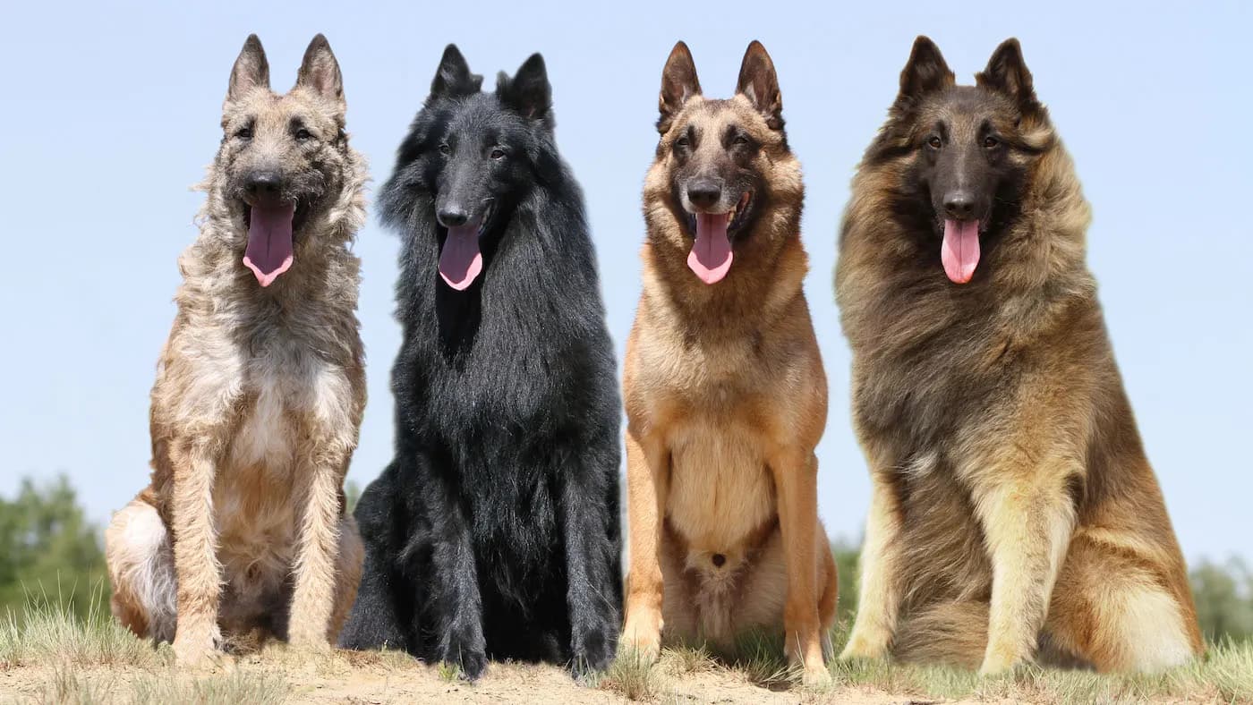 The four varieties of Belgian Shepherd sitting side by side: Laekenois, Groenendael, Malinois and Tervueren