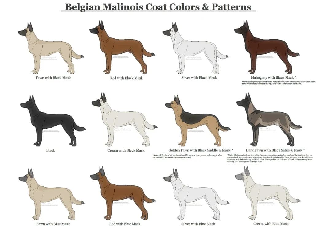Belgian Malinois coat colours and patterns