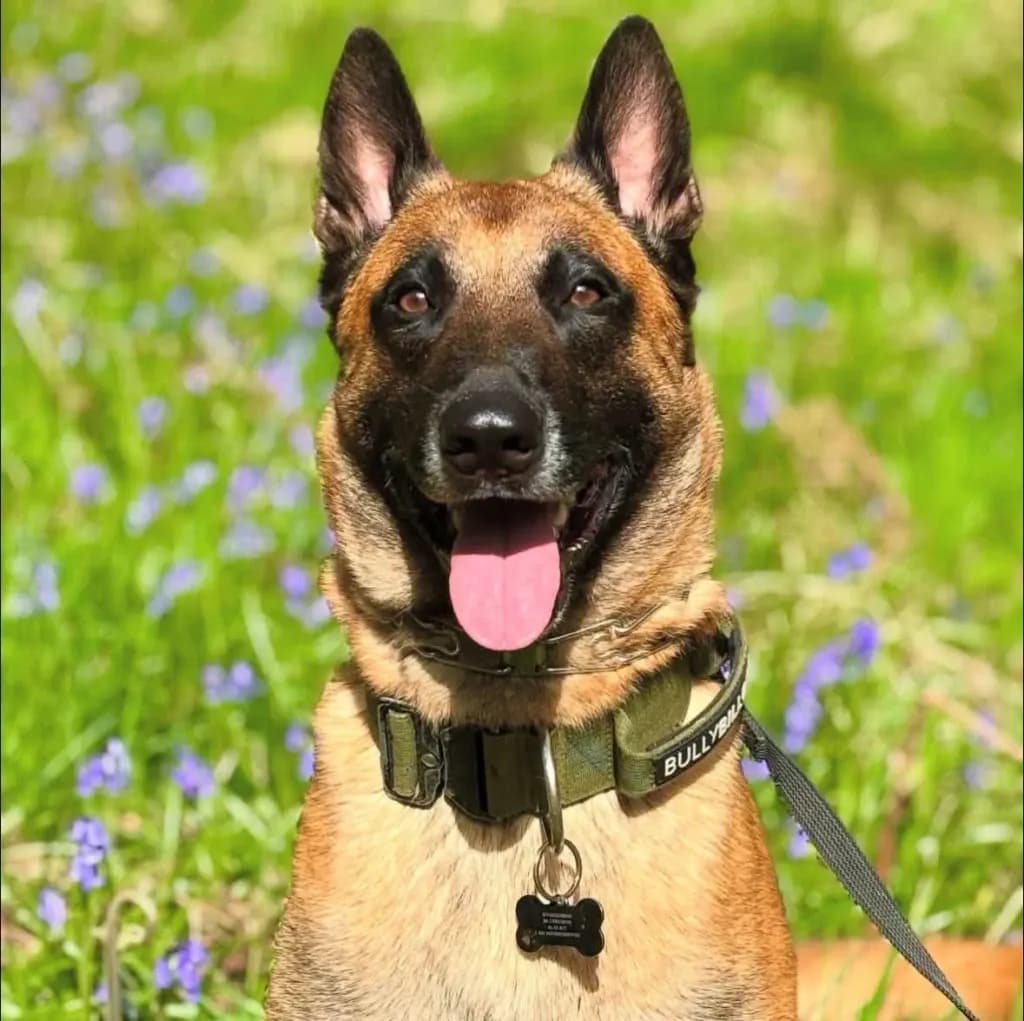 An adult Malinois on a lead among bluebells, looking at the camera