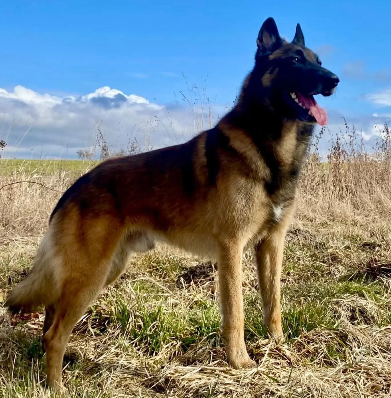 Bruno, stud dog, photo 7