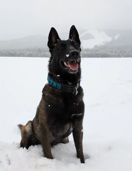Cortes, stud dog, photo 5