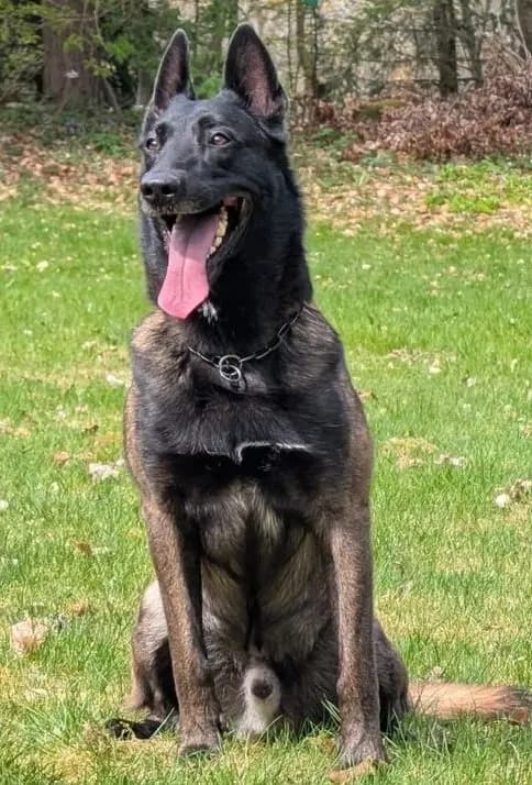 Cortes, stud dog, photo 7