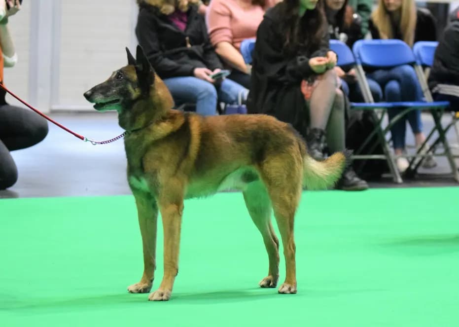 Mats, stud dog, photo 2