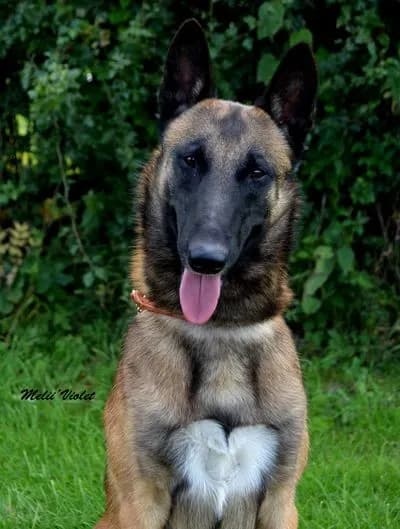 Mats, stud dog, photo 5