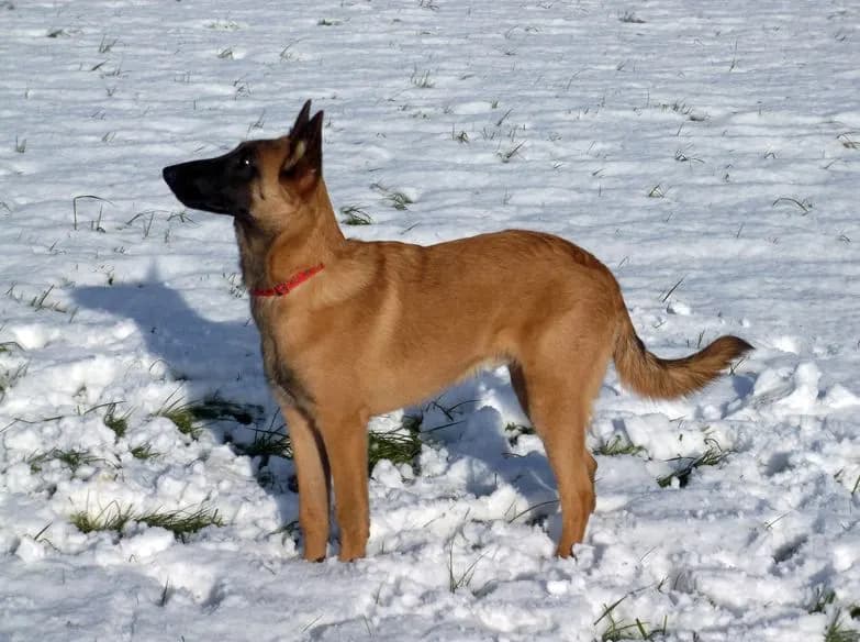 Santee, stud dog