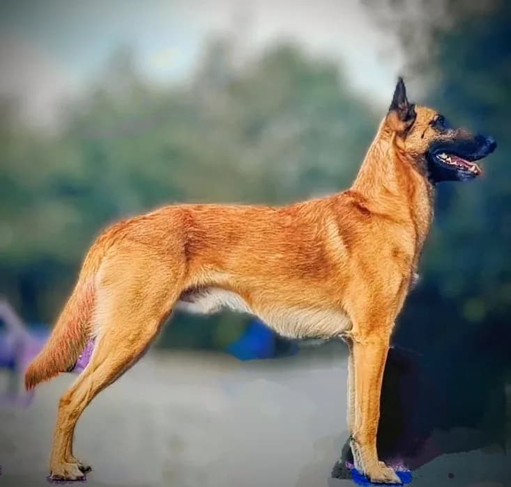 Zeke, Goldmali Quicksilver, photo 1