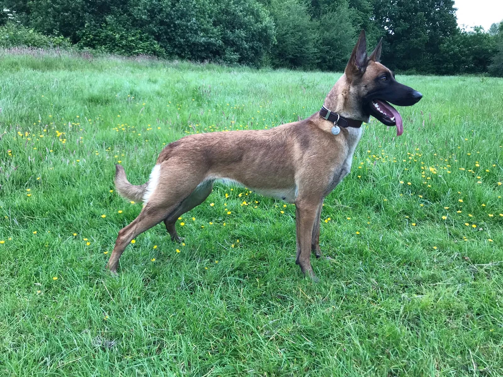 Belle, Avonwolf Belissima
