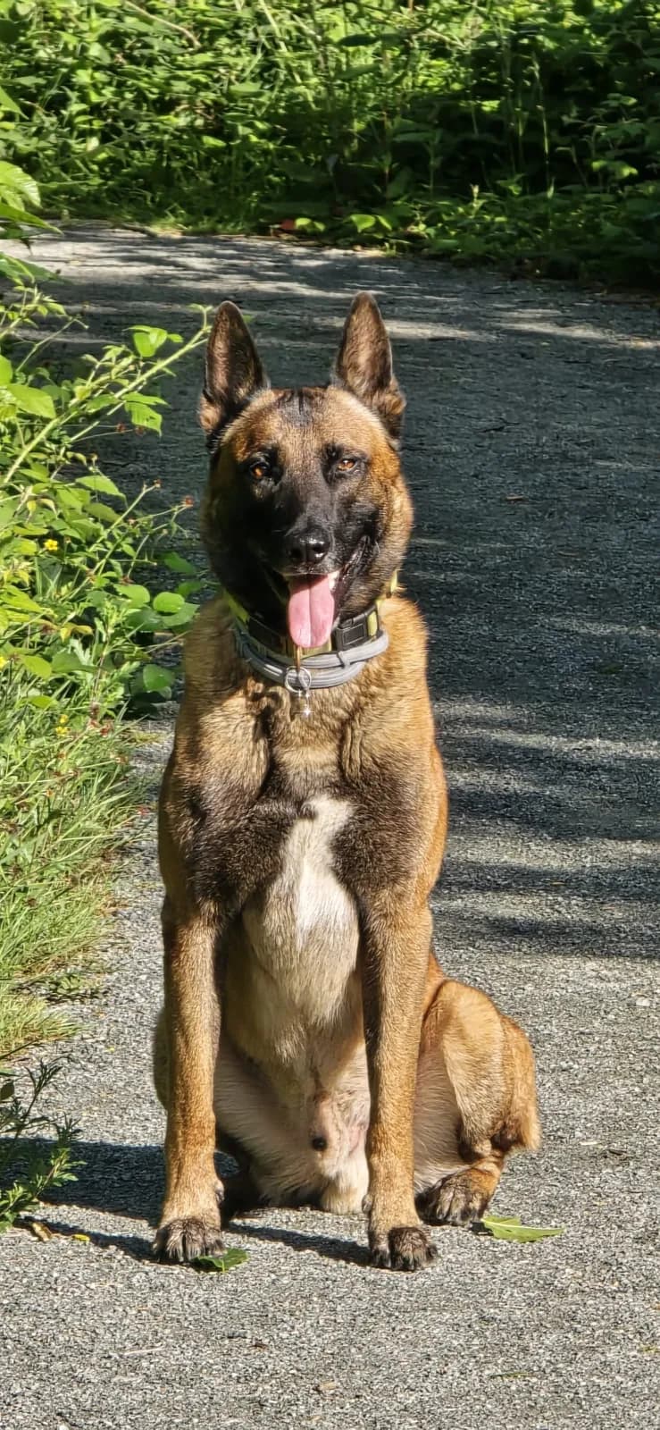Uncas, A litter puppy, photo 4