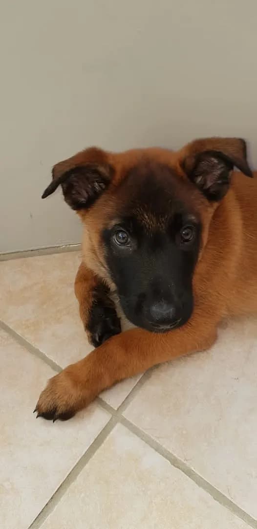 Enzo, A litter puppy