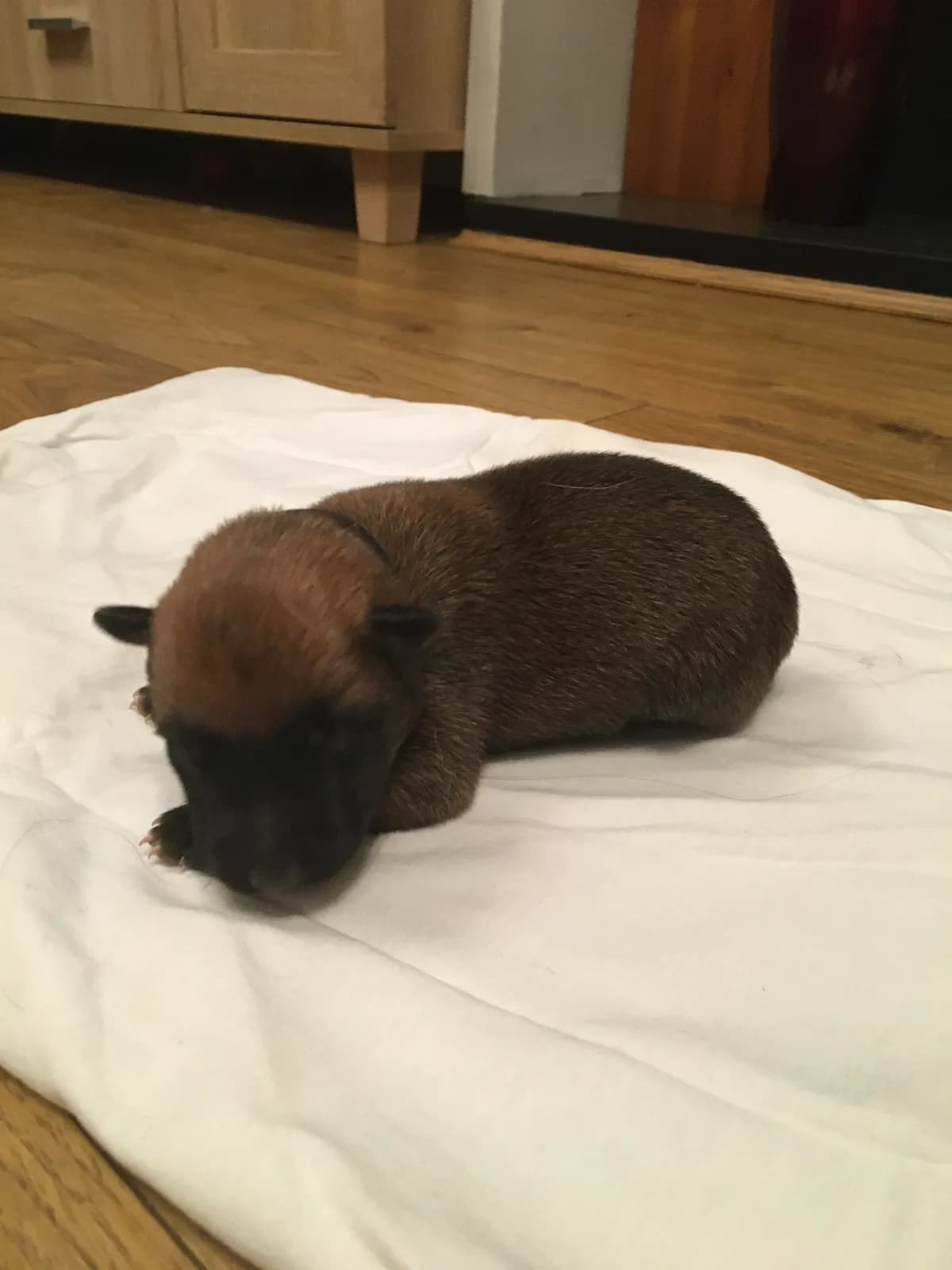 Jasper, B litter puppy, photo 3
