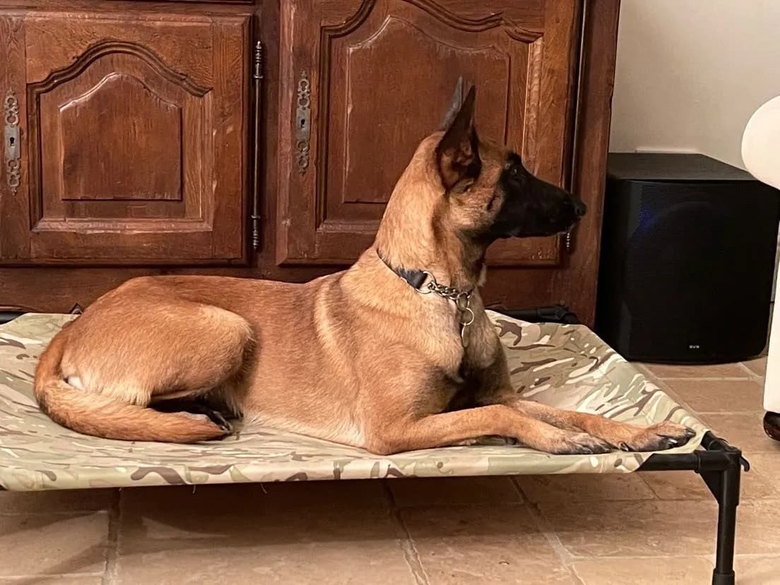 Mali, B litter puppy