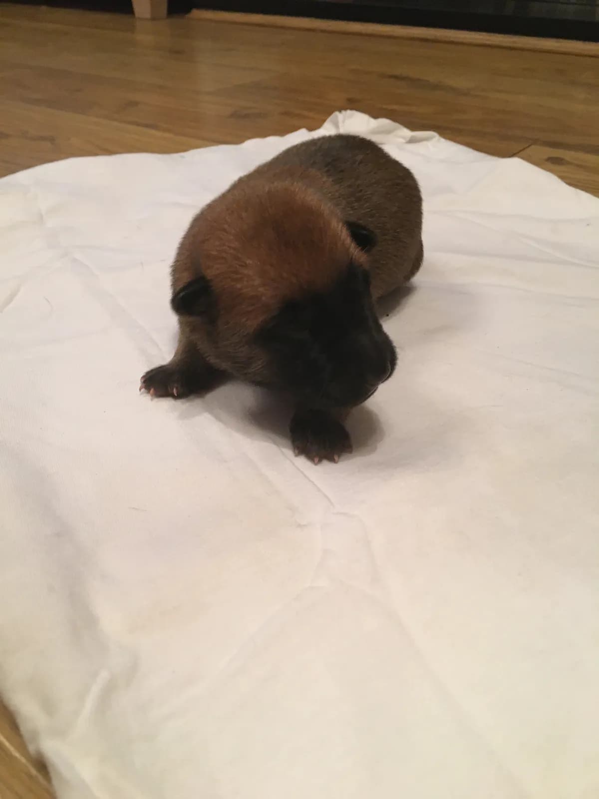 Mali, B litter puppy, photo 2