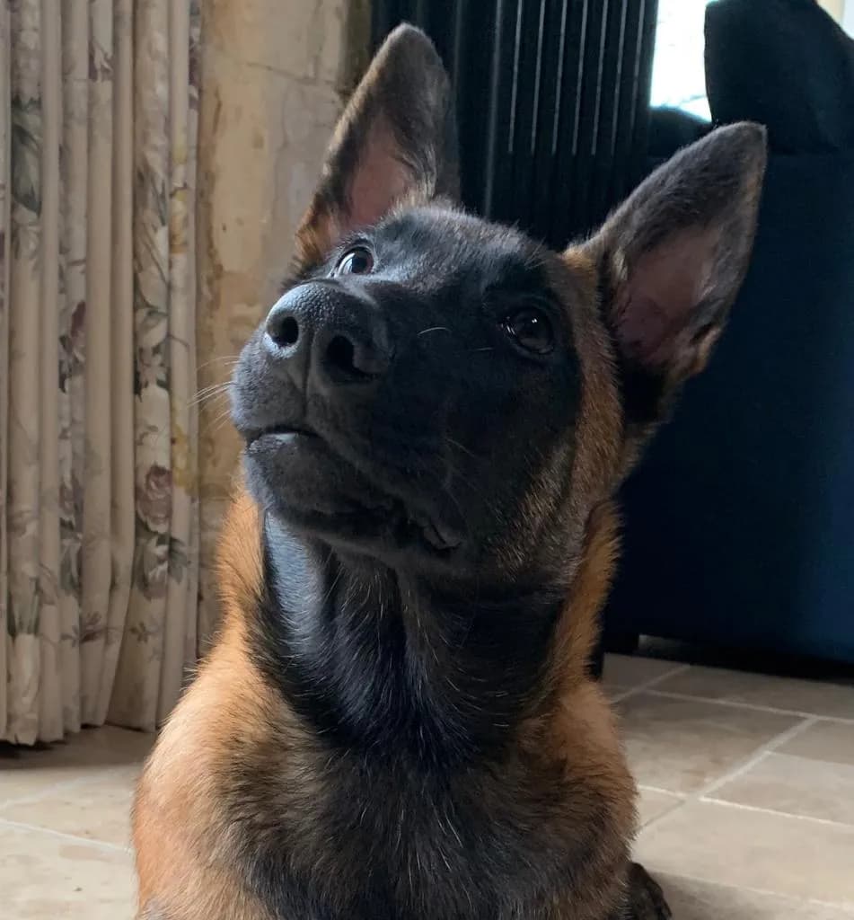 Mali, B litter puppy, photo 3