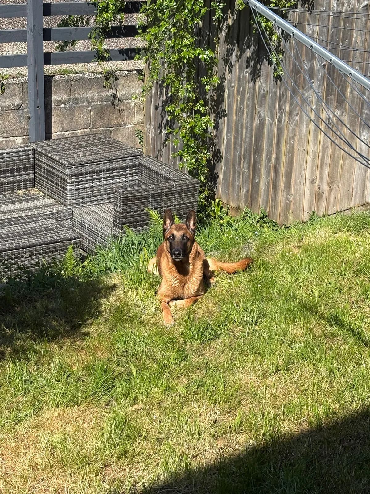 Mason, B litter puppy, photo 6