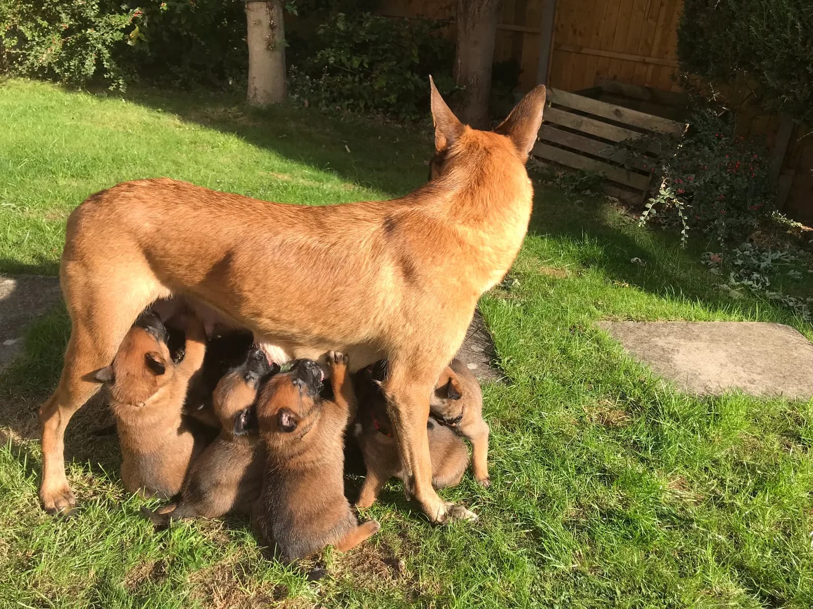 B litter, AnkerCanis