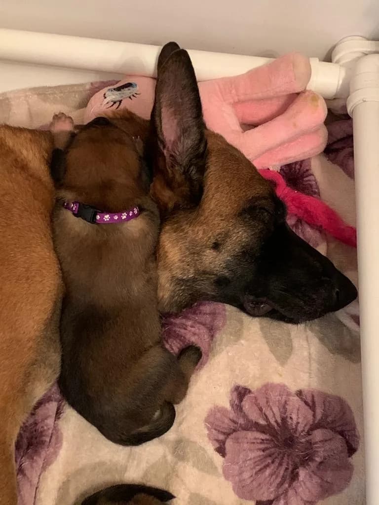 Belle with her C litter puppy