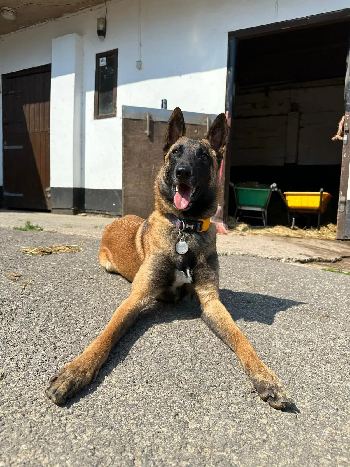 Daf, D litter puppy