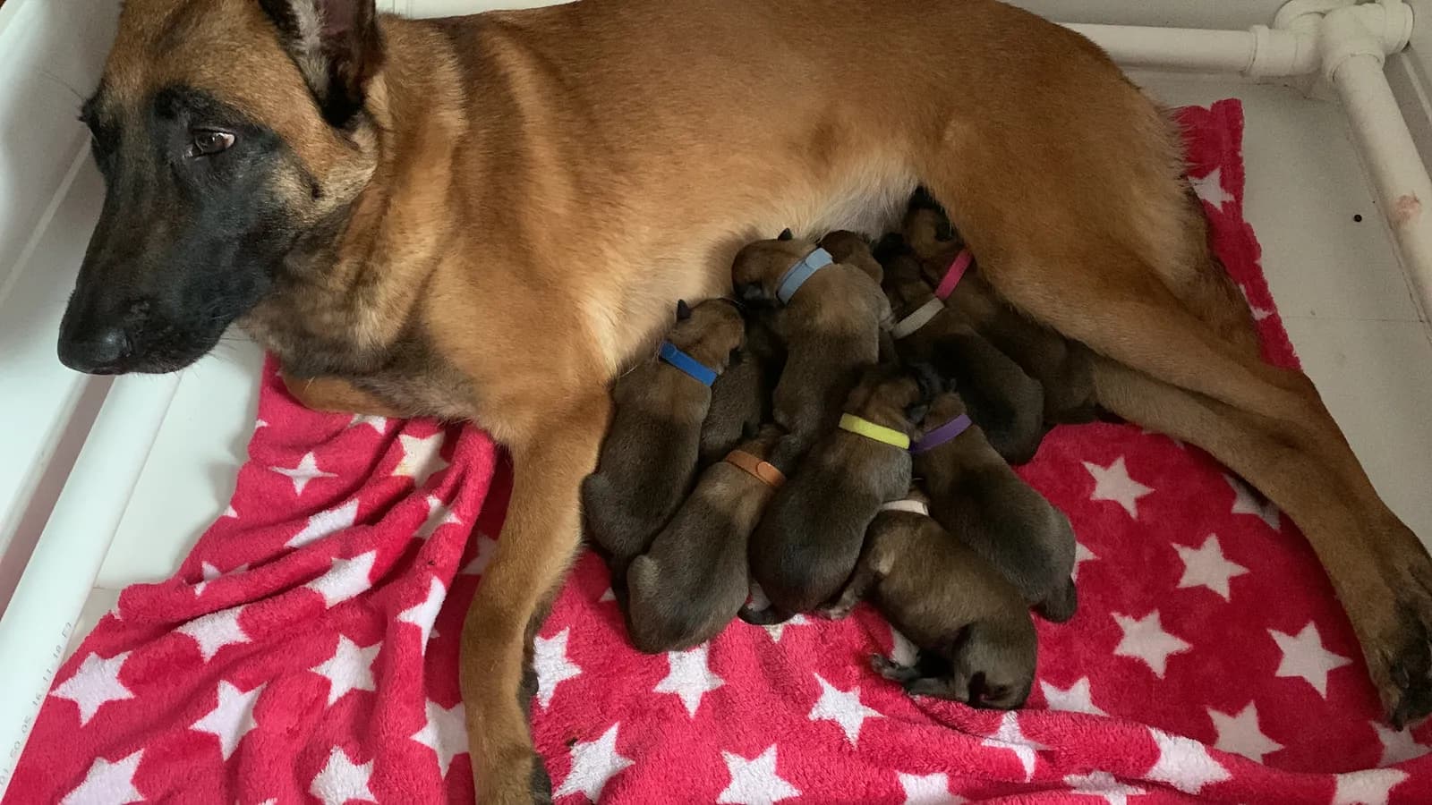D litter, AnkerCanis