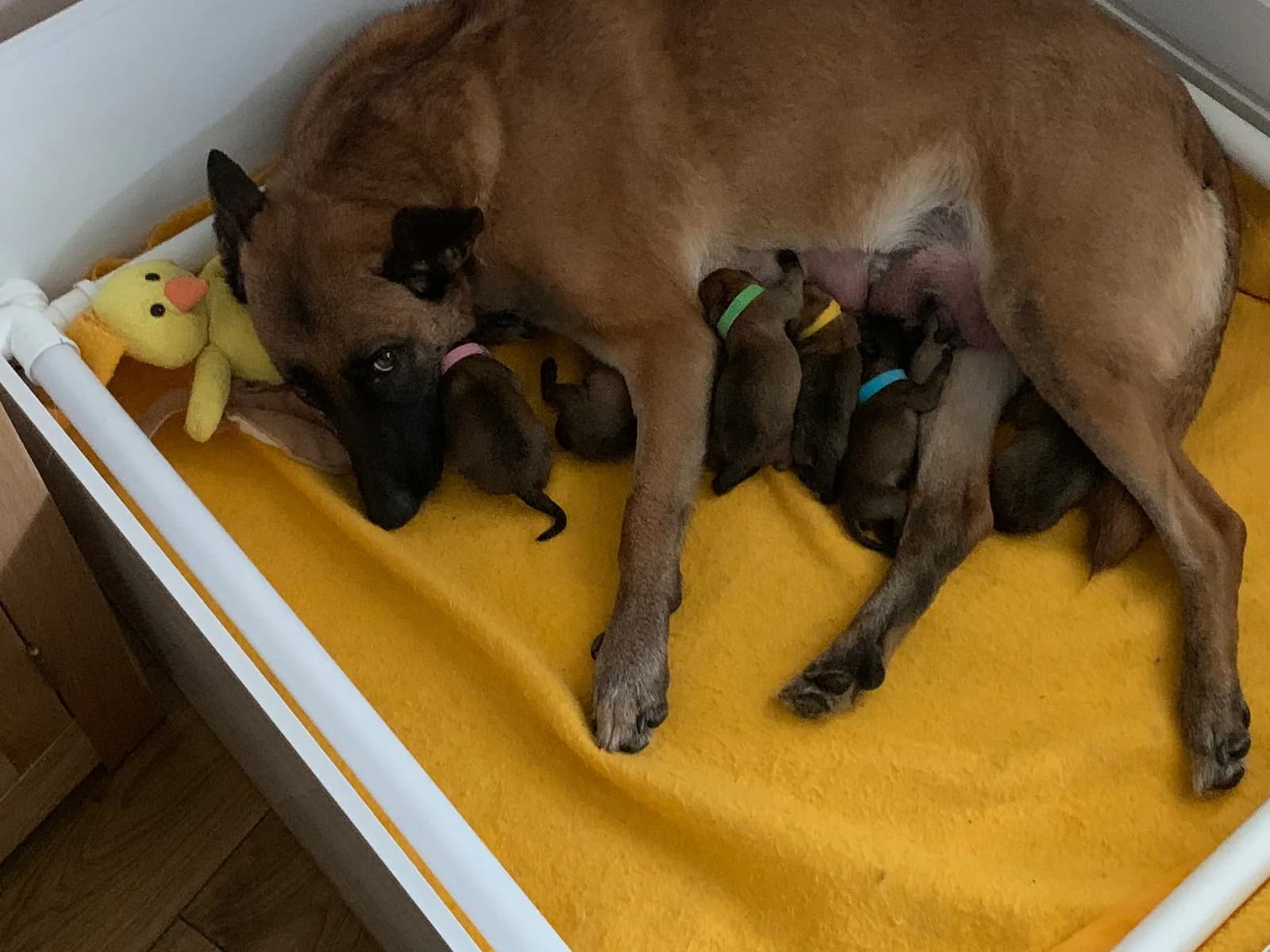 Belle with her E litter puppies