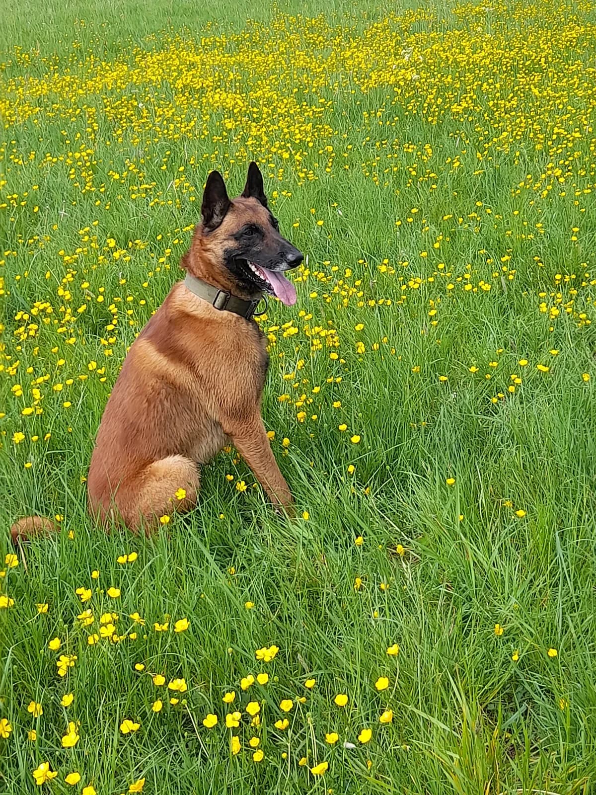 Merlin, F litter puppy, photo 6