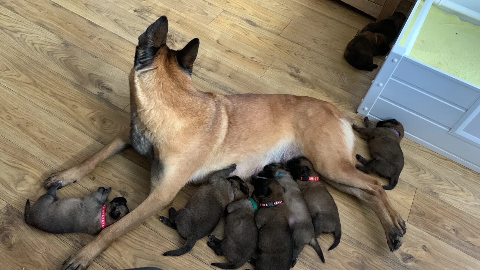 Ivy with her F litter puppies