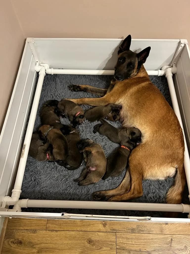 Ivy with her G litter puppies