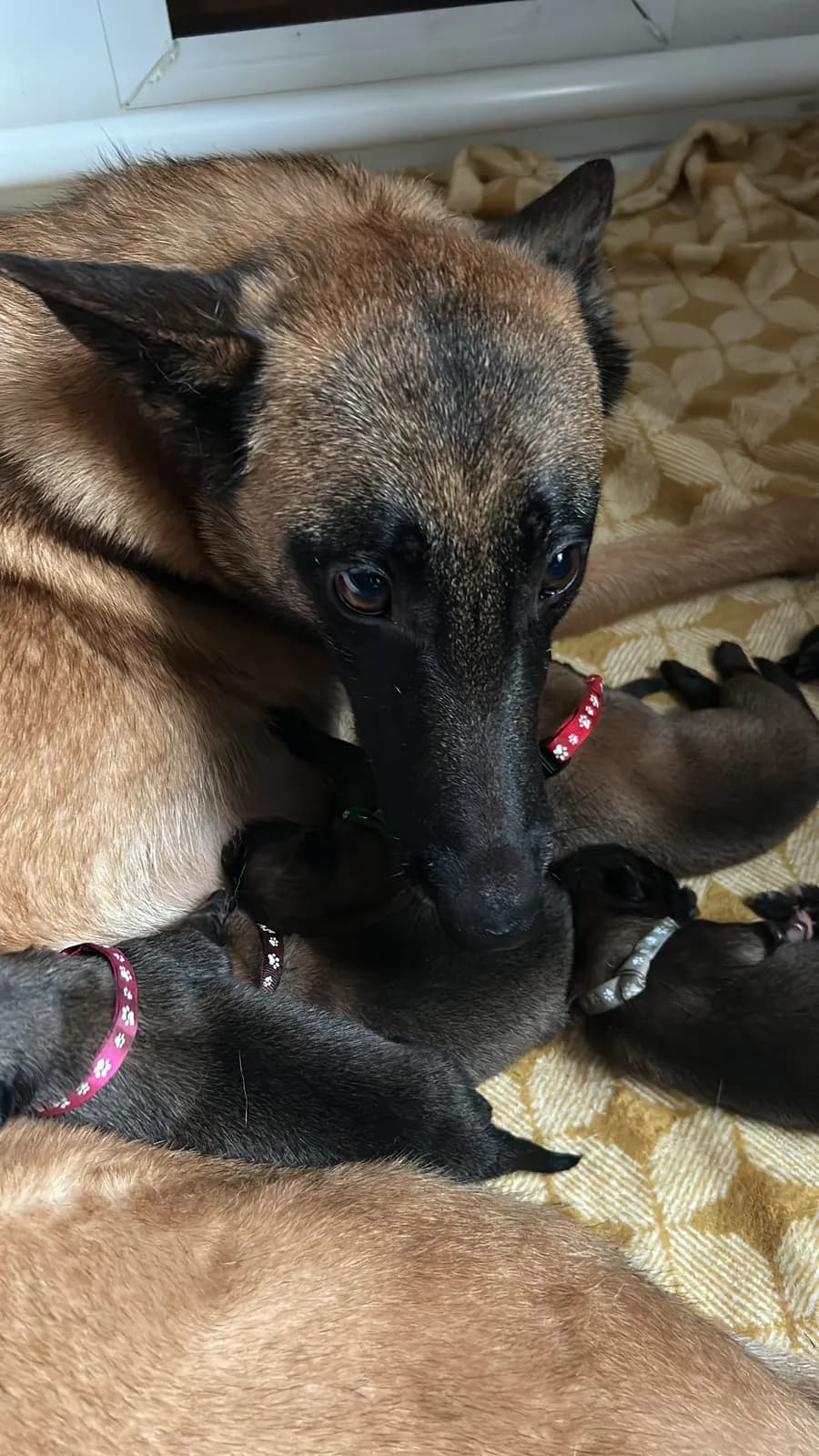 H litter, AnkerCanis
