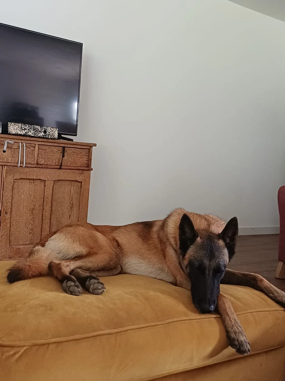 Hanicka, H litter puppy, photo 2