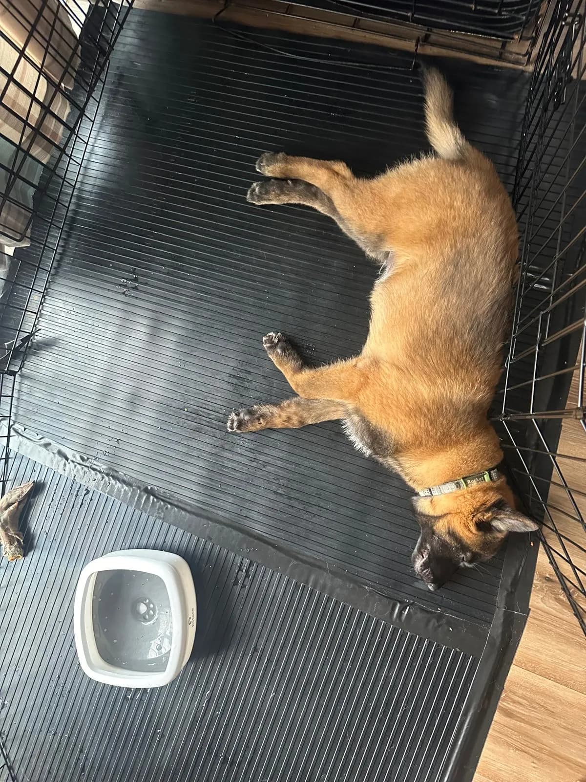 Rocket, H litter puppy