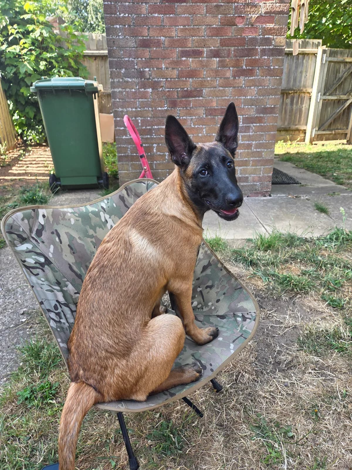 Arya, AnkerCanis Infinity, photo 2