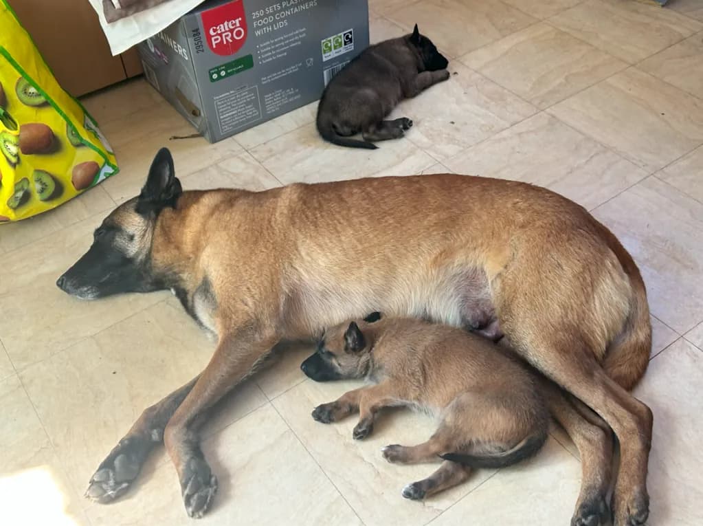 Ivy with her J litter puppies