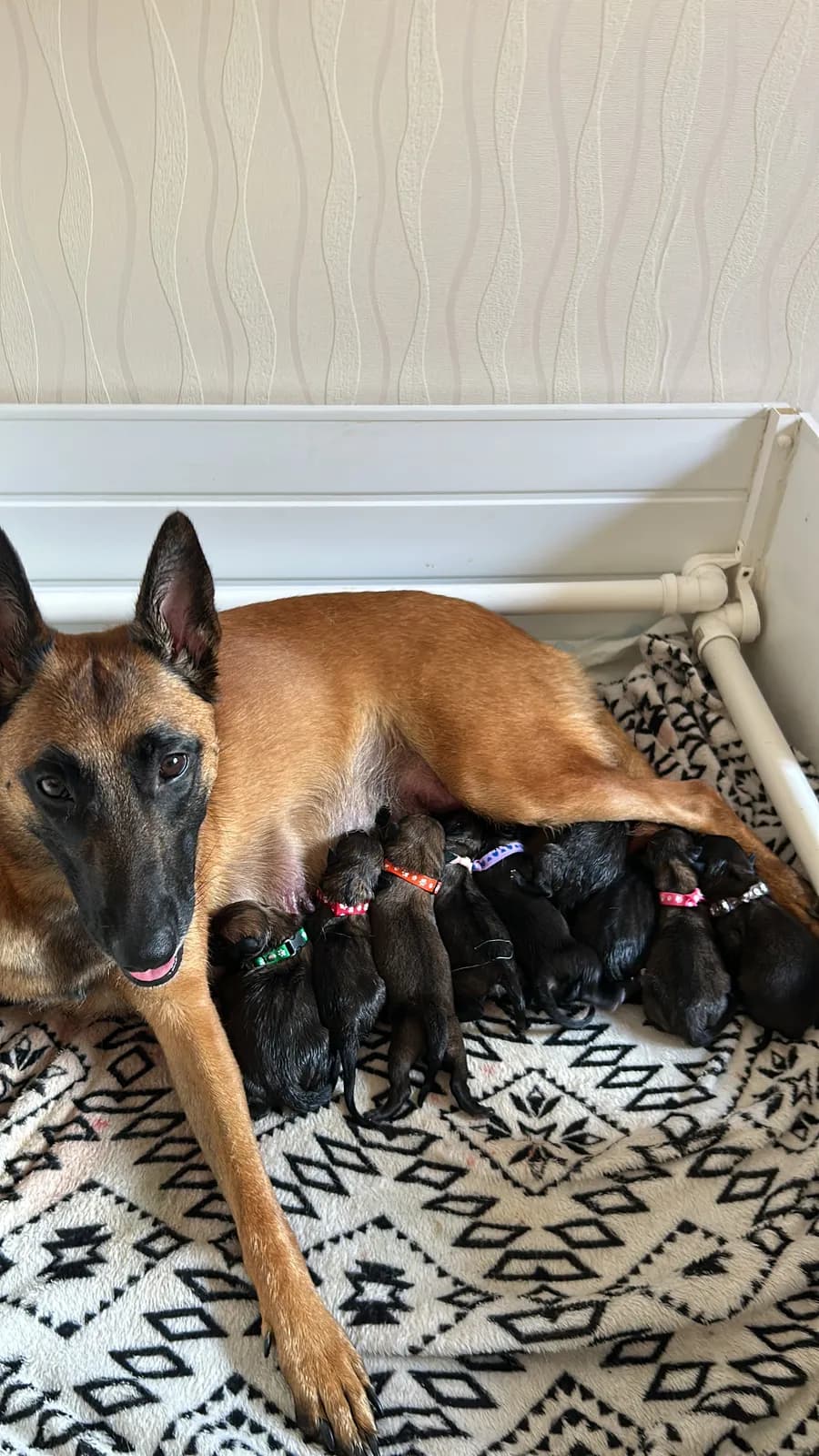 Ziva with her K litter puppies