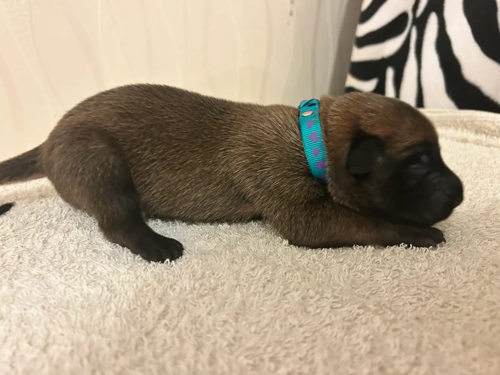 Rex, K litter puppy, photo 2