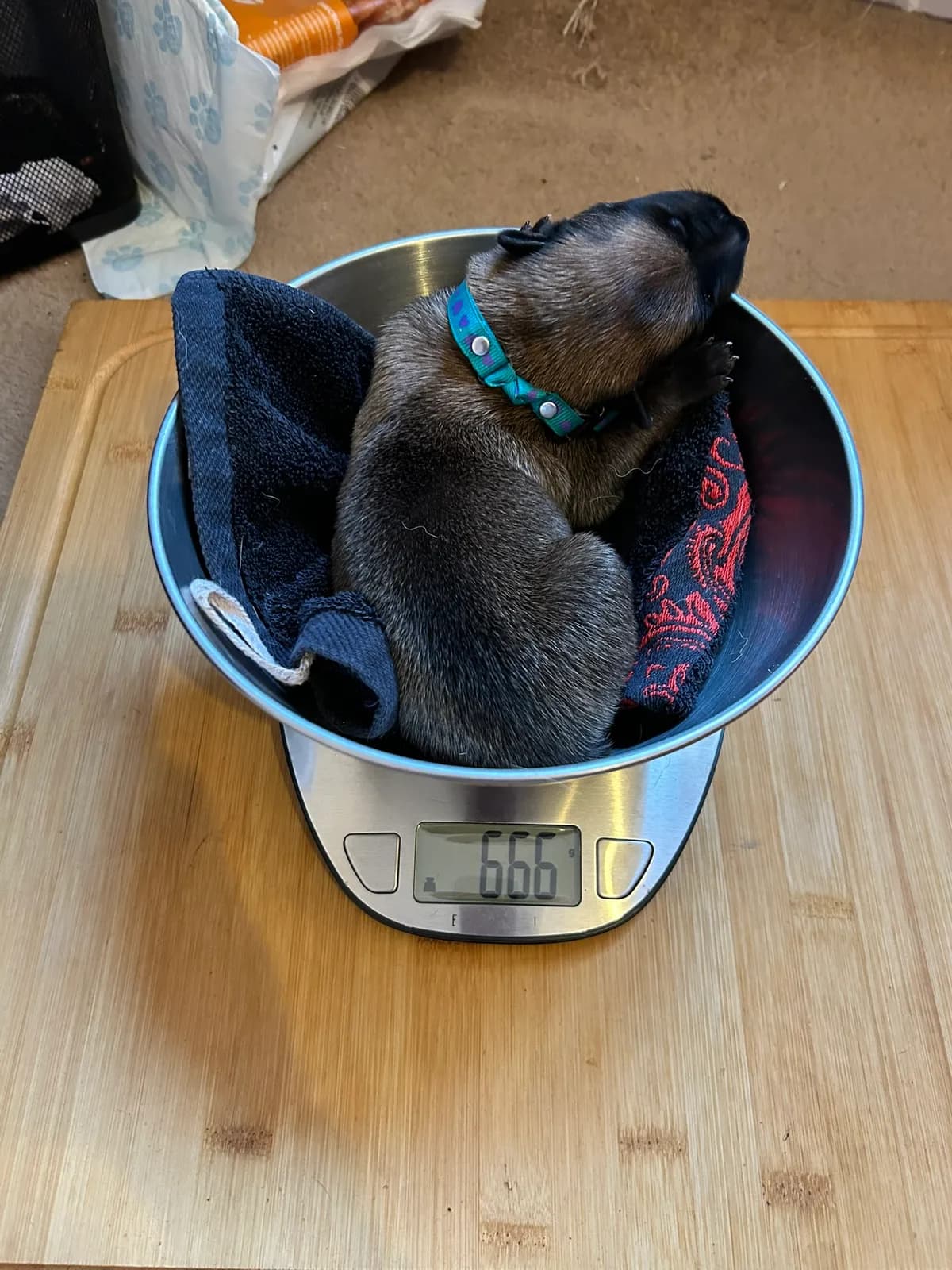 Rex, K litter puppy, photo 4